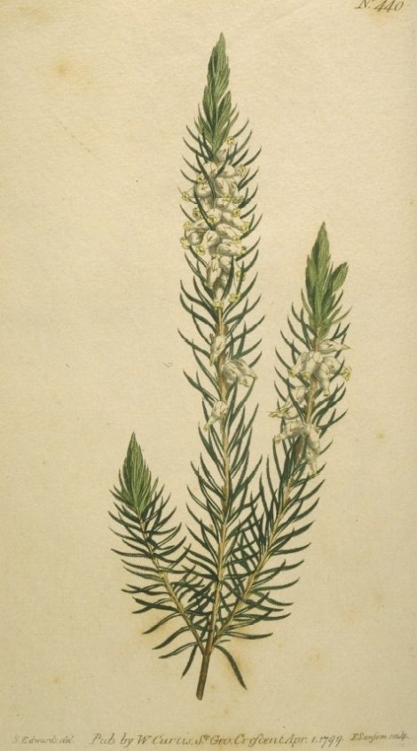 Erica albens - Curtis's Botanical