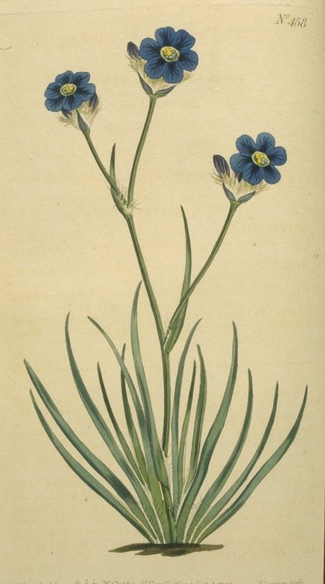 Aristea african - Curtis's Botanical