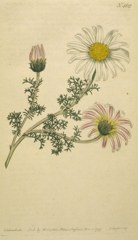 Anacyclus pyrethrum - Curtis's Botanical