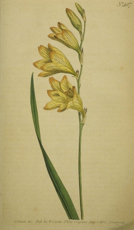 Tritonia lineata - Curtis's Botanical