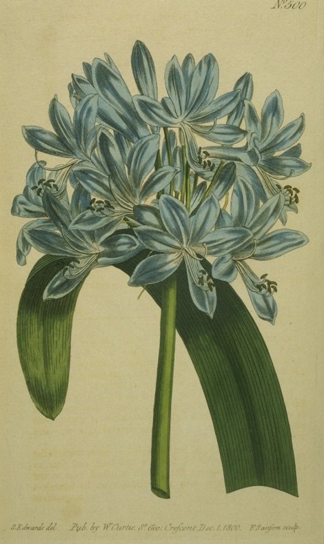 Agapanthus praecox orientaeis - Curtis's Botanical