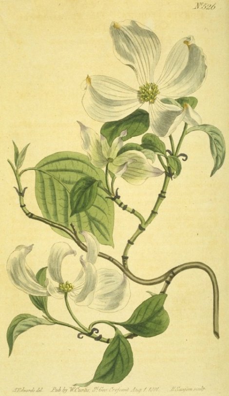 Cornus florida - Curtis's Botanical