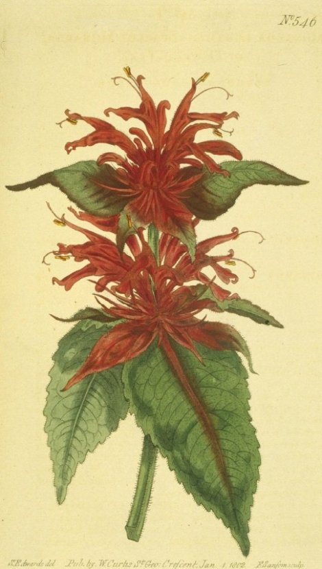 Monarda didyma - Curtis's Botanical