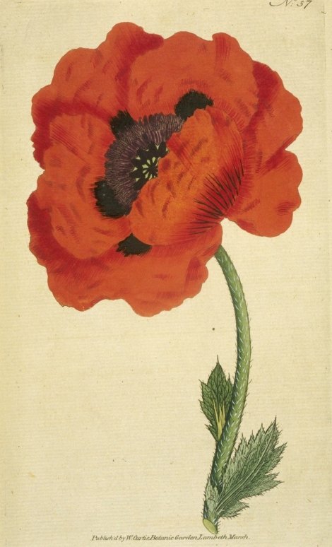 Papaver orientale - Curtis's Botanical