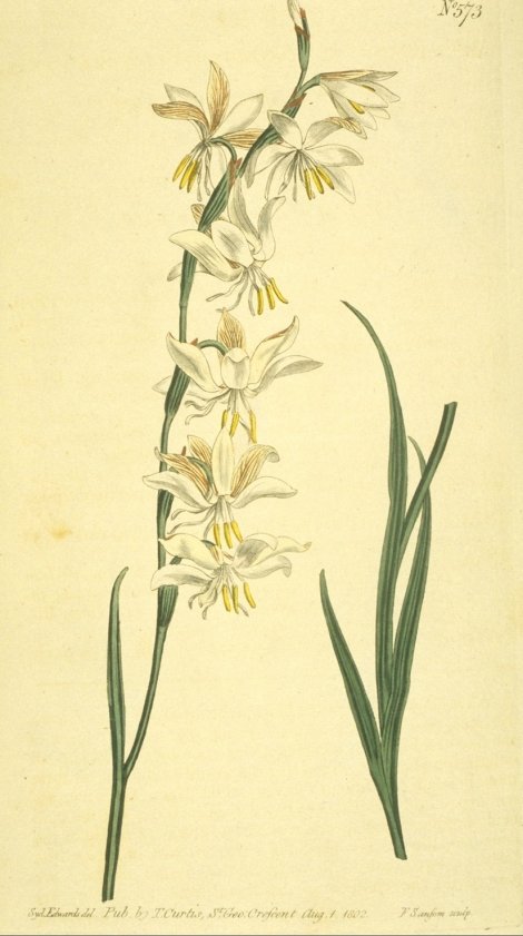 Hesperantha radiata - Curtis's Botanical