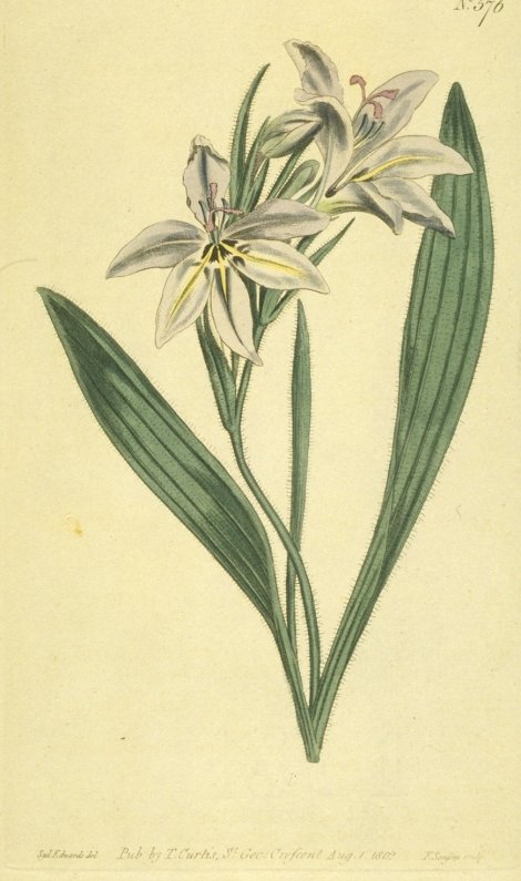 Babiana plicata - Curtis's Botanical