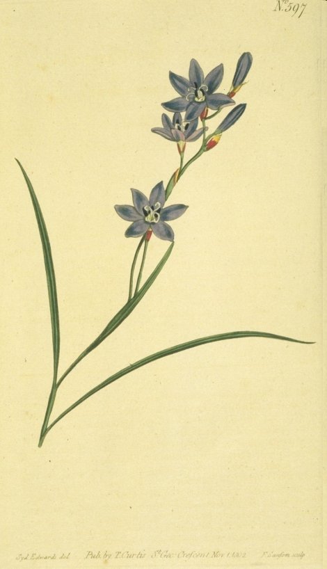 Geissorhiza aspera - Curtis's Botanical