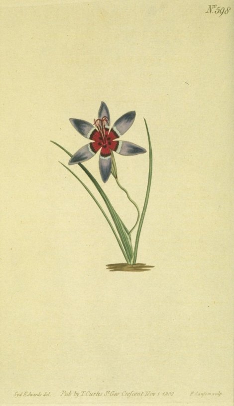 Geissorhiza radians - Curtis's Botanical