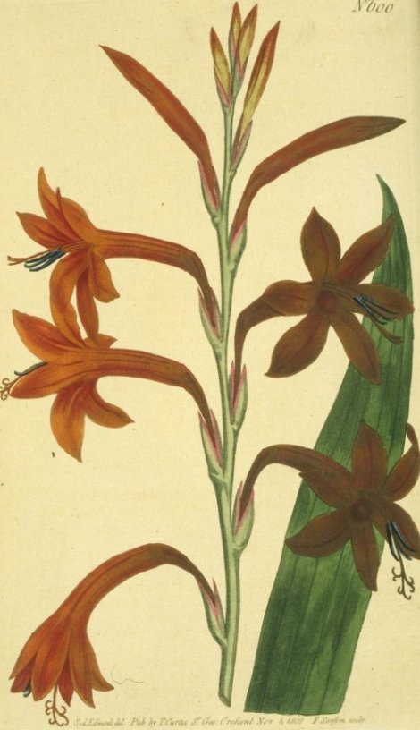 Watsonia fulgens - Curtis's Botanical