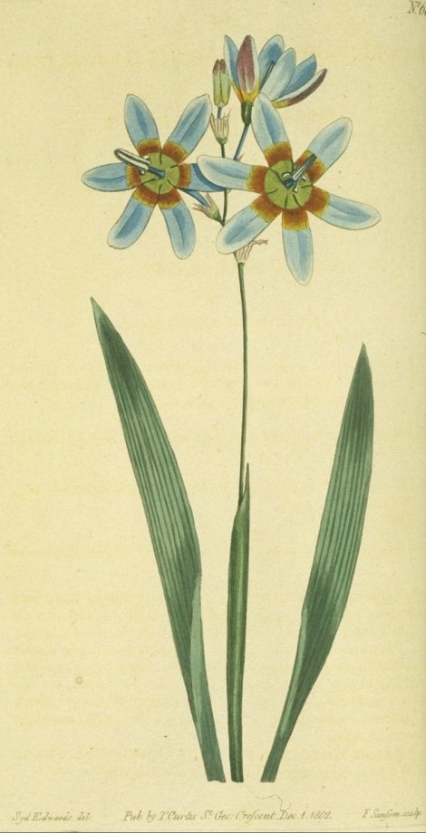 Ixia monadelpha - Curtis's Botanical