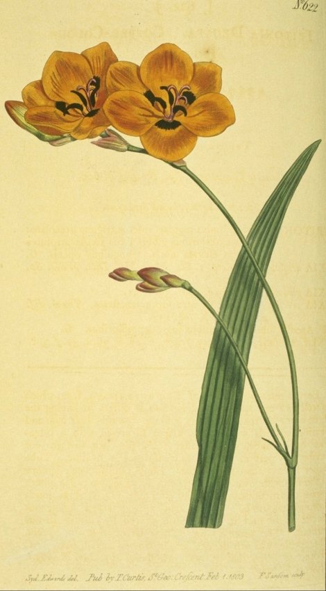 Tritonia deusta - Curtis's Botanical