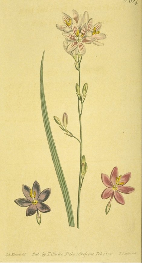 Ixia flexuosa - Curtis's Botanical