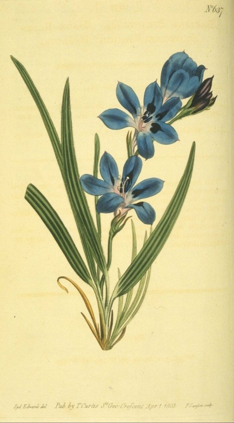 Babiana stricta - Curtis's Botanical