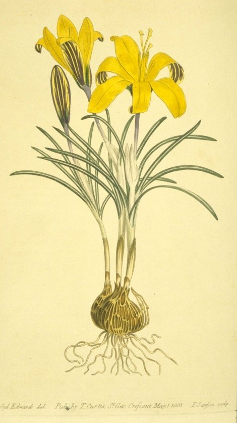 Crocus angustifolius - Curtis's Botanical