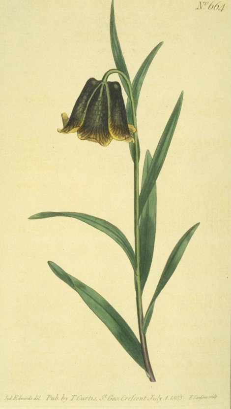 Fritillaria pyrenaica - Curtis's Botanical