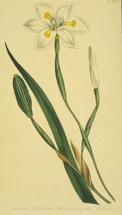 Dietes iridioides - Curtis's Botanical