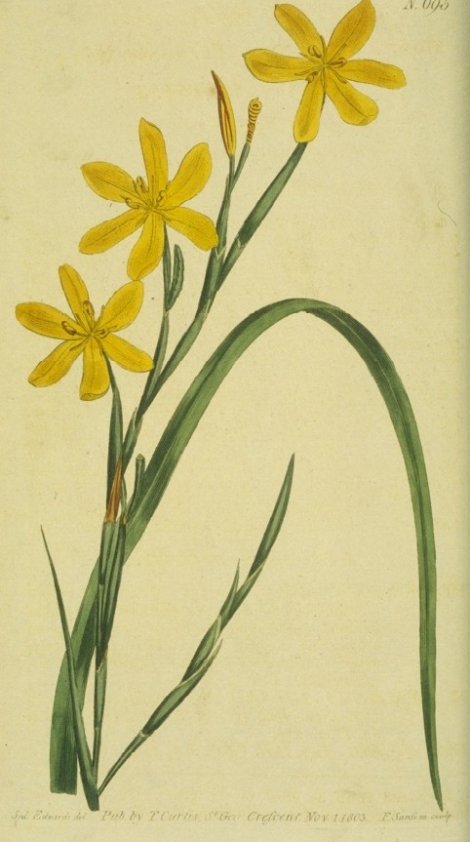 Hexaglottis flexuosa - Curtis's Botanical