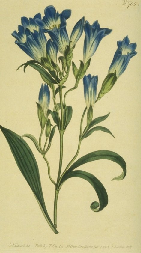 Gentiana decumbens - Curtis's Botanical