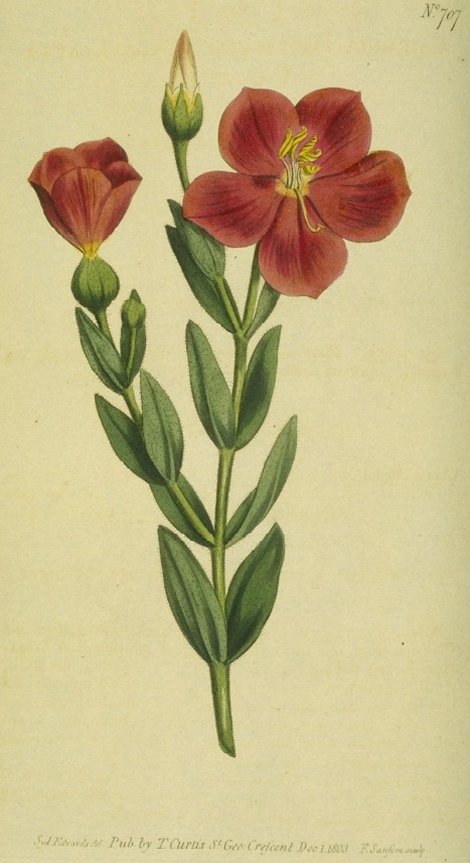 Orphium frutescens - Curtis's Botanical