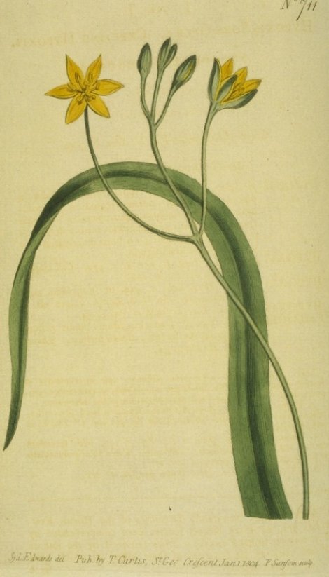 Hypoxis sobolifera - Curtis's Botanical