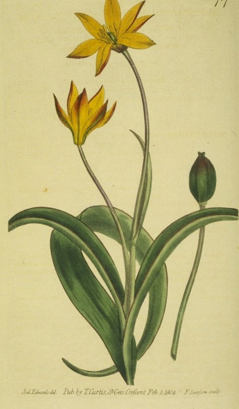Tulipa australis - Curtis's Botanical