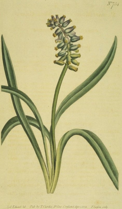 Muscari muscarimi - Curtis's Botanical