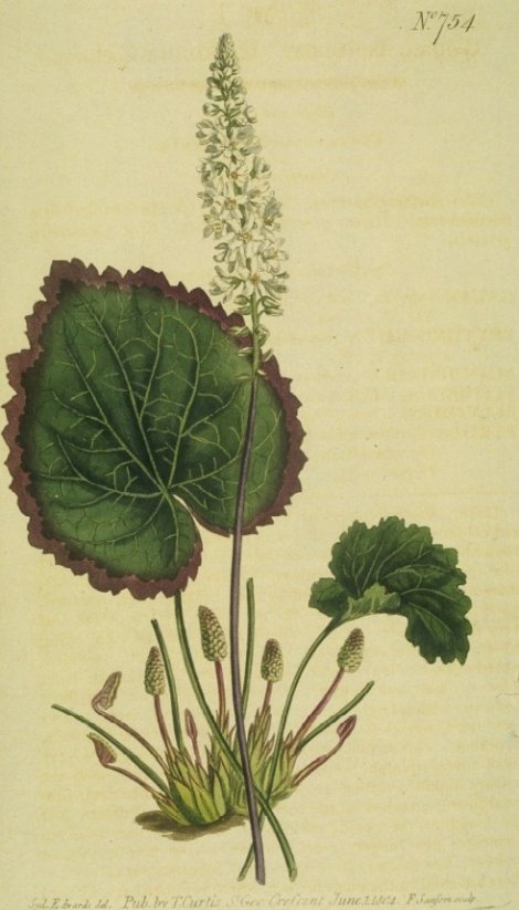 Galax urceolata - Curtis's Botanical