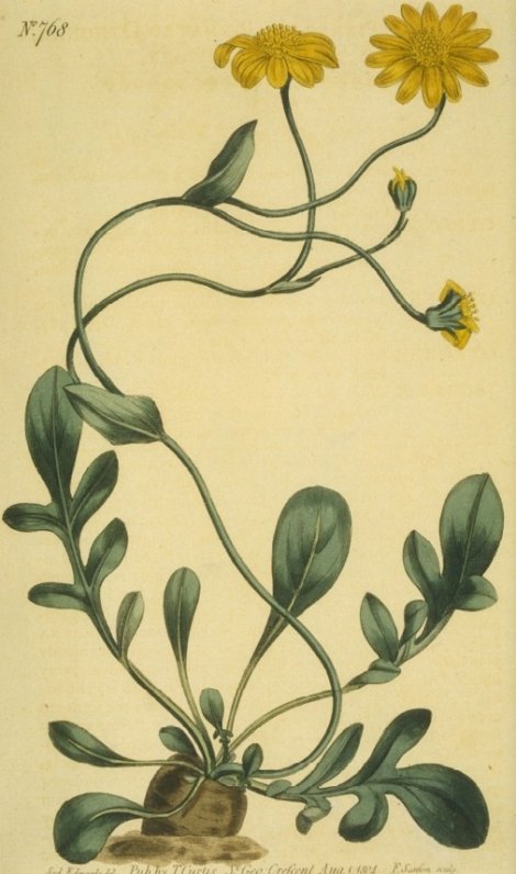 Othonna pinnata - Curtis's Botanical