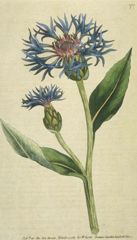 Centaurea montana - Curtis's Botanical