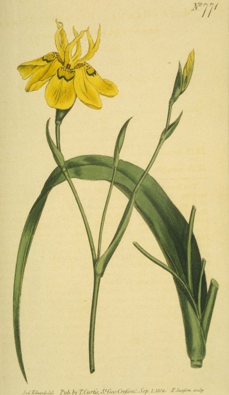 Moraea ramosissima - Curtis's Botanical