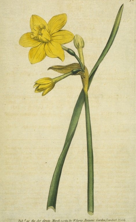 Narcissus odorus - Curtis's Botanical