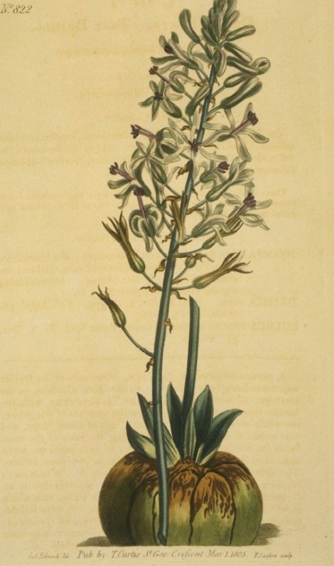 Drimia elata - Curtis's Botanical