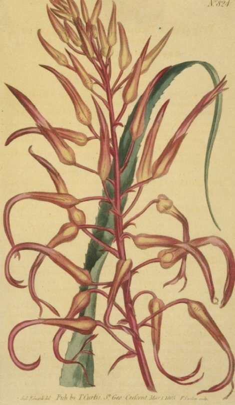 Pitcairnia bromeliaefolia - Curtis's Botanical