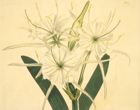 Hymenocallis rotata - Curtis's Botanical