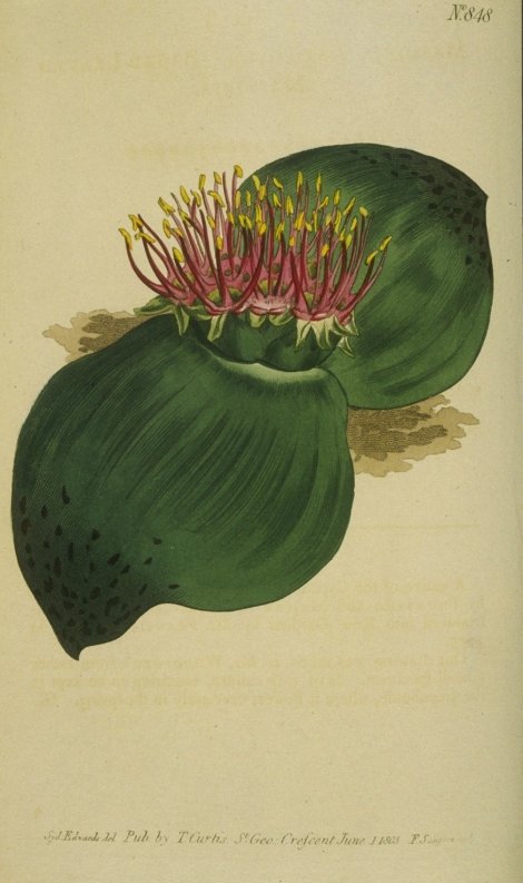 Massonia depressa - Curtis's Botanical