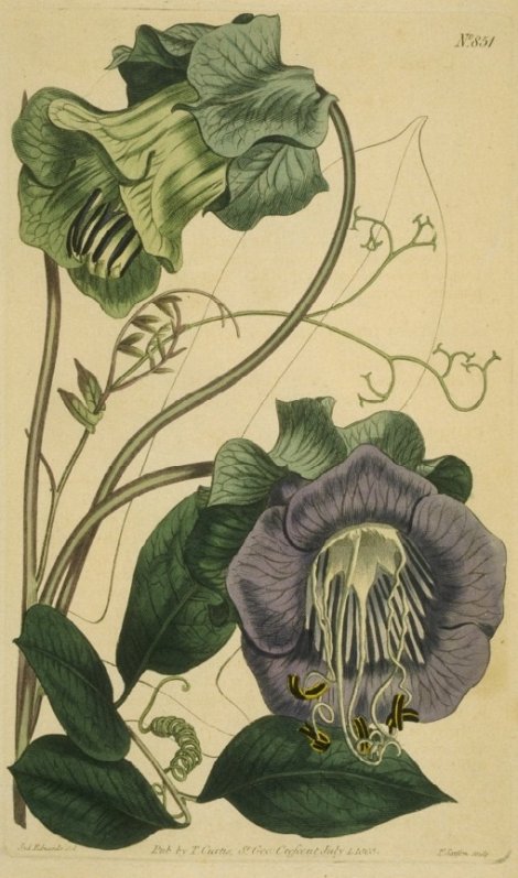Cobaea scandens - Curtis's Botanical