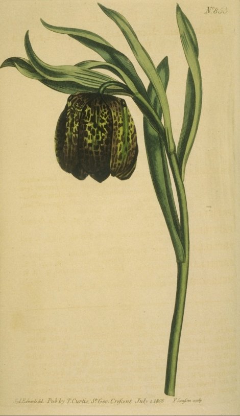 Fritillaria latifolia - Curtis's Botanical