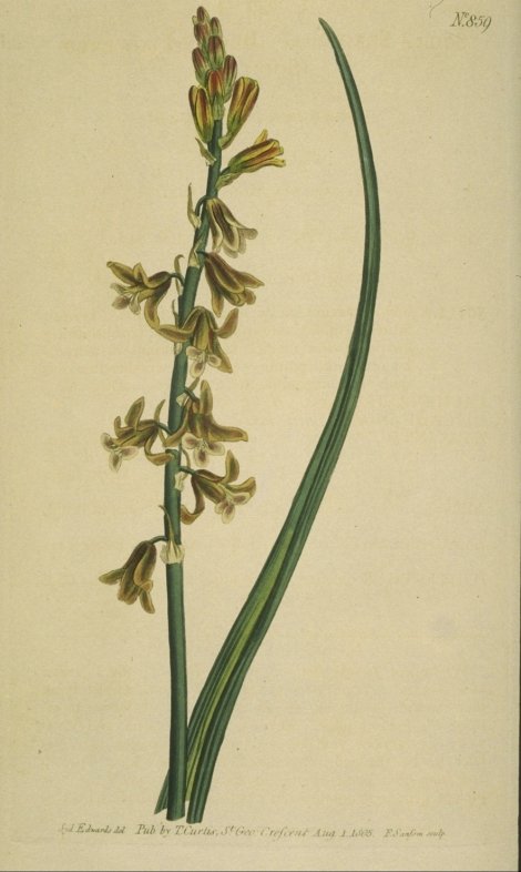 Dipcadi serotina - Curtis's Botanical