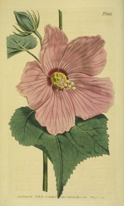 Hibiscus moscheutos palustris - Curtis's Botanical