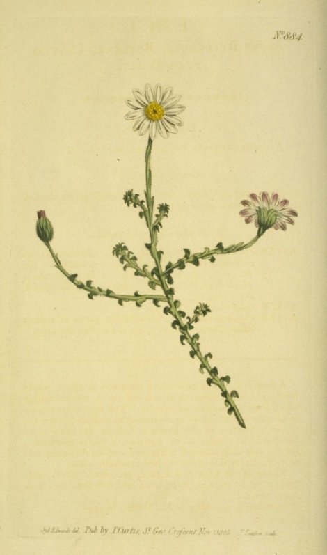 Polyarrhena reflexa - Curtis's Botanical