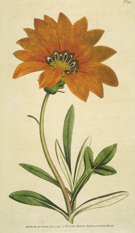 Gazania rigens - Curtis's Botanical