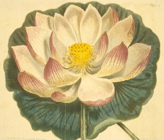 Nelumbo nucifera - Curtis's Botanical