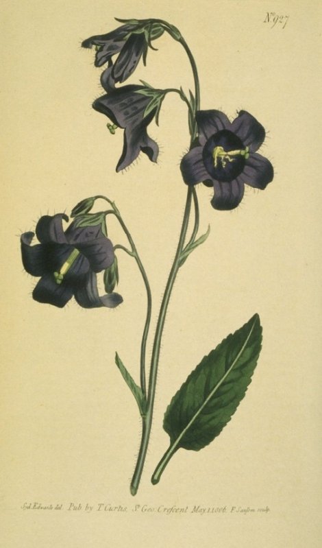 Campanula collina - Curtis's Botanical