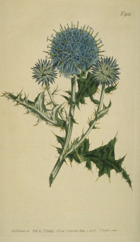 Echinops ritro - Curtis's Botanical