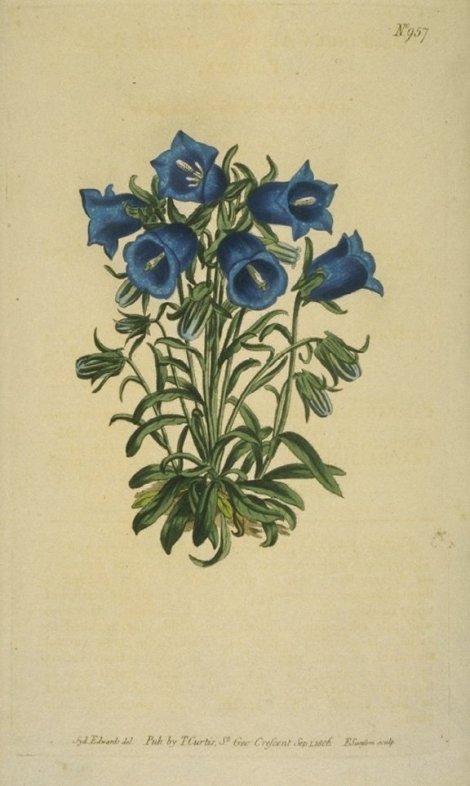 Campanula alpina - Curtis's Botanical