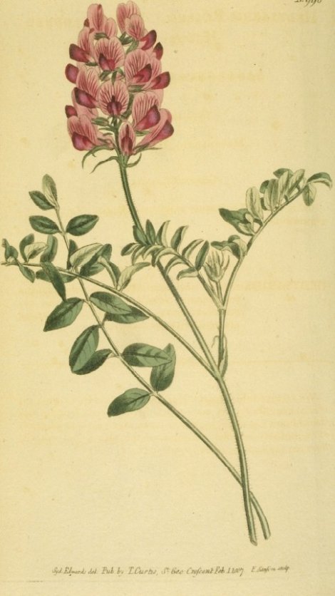 Hedysarum - Curtis's Botanical