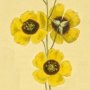 Algarve Cistus