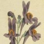 Alpine Toadflax