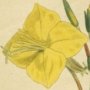 Anomalous Oenothera