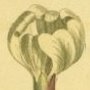 Armenian Catchfly